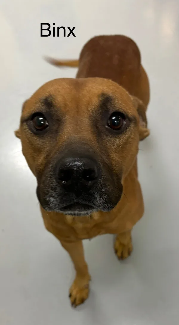 An adult medium-sized male Boxer dog named Binx for adoption in Topeka, KS