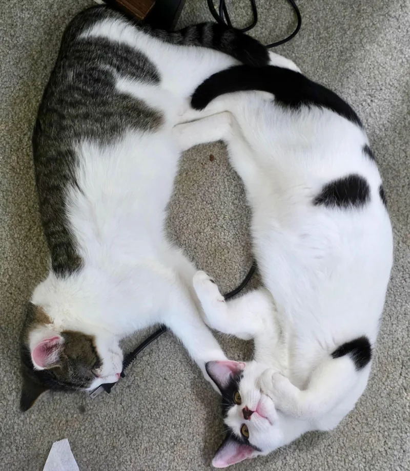 A baby medium-sized male White Domestic Short Hair cat named Jim Bean & Evan for adoption in The Dalles, OR