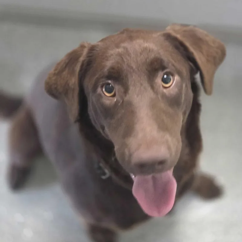 A young medium-sized female Brown / Chocolate Mixed Breed dog named Chrissie for adoption in Oneonta, NY