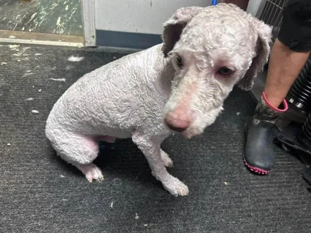 A young large-sized male Labradoodle dog named Toby for adoption in Crescent City, FL