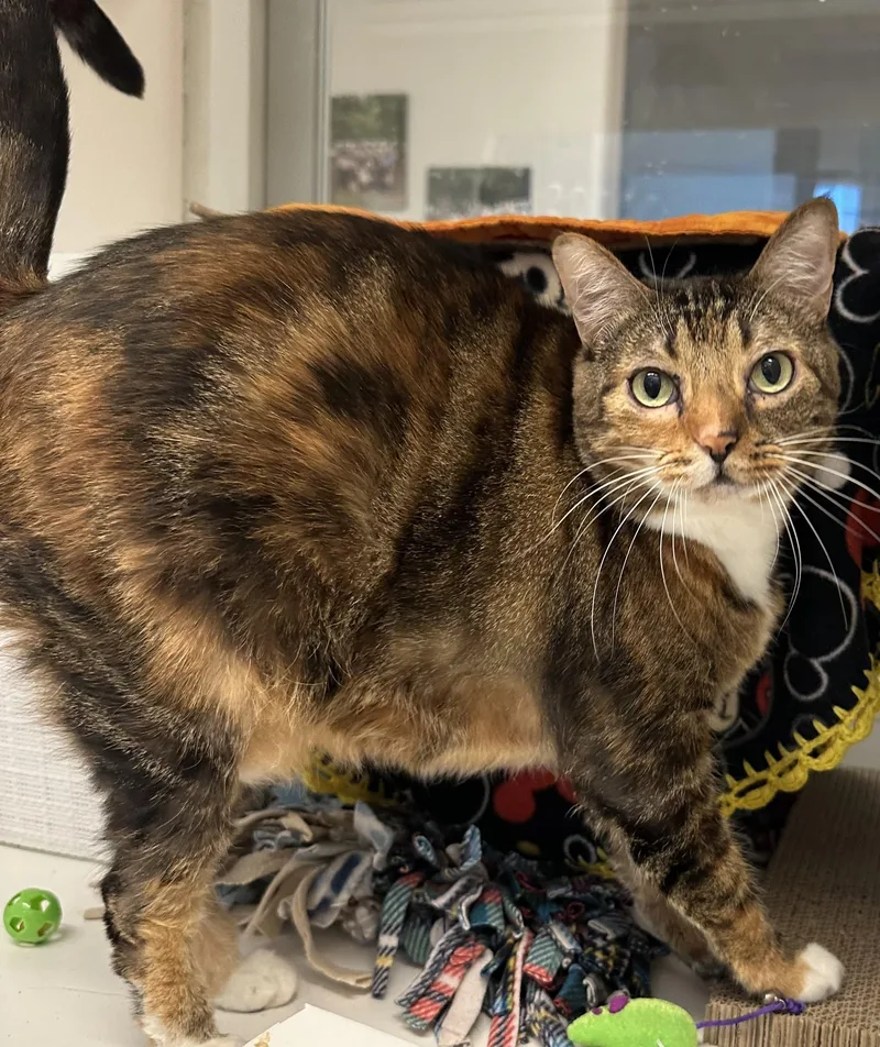 A senior large-sized female Domestic Short Hair cat named Penny for adoption in Manassas, VA