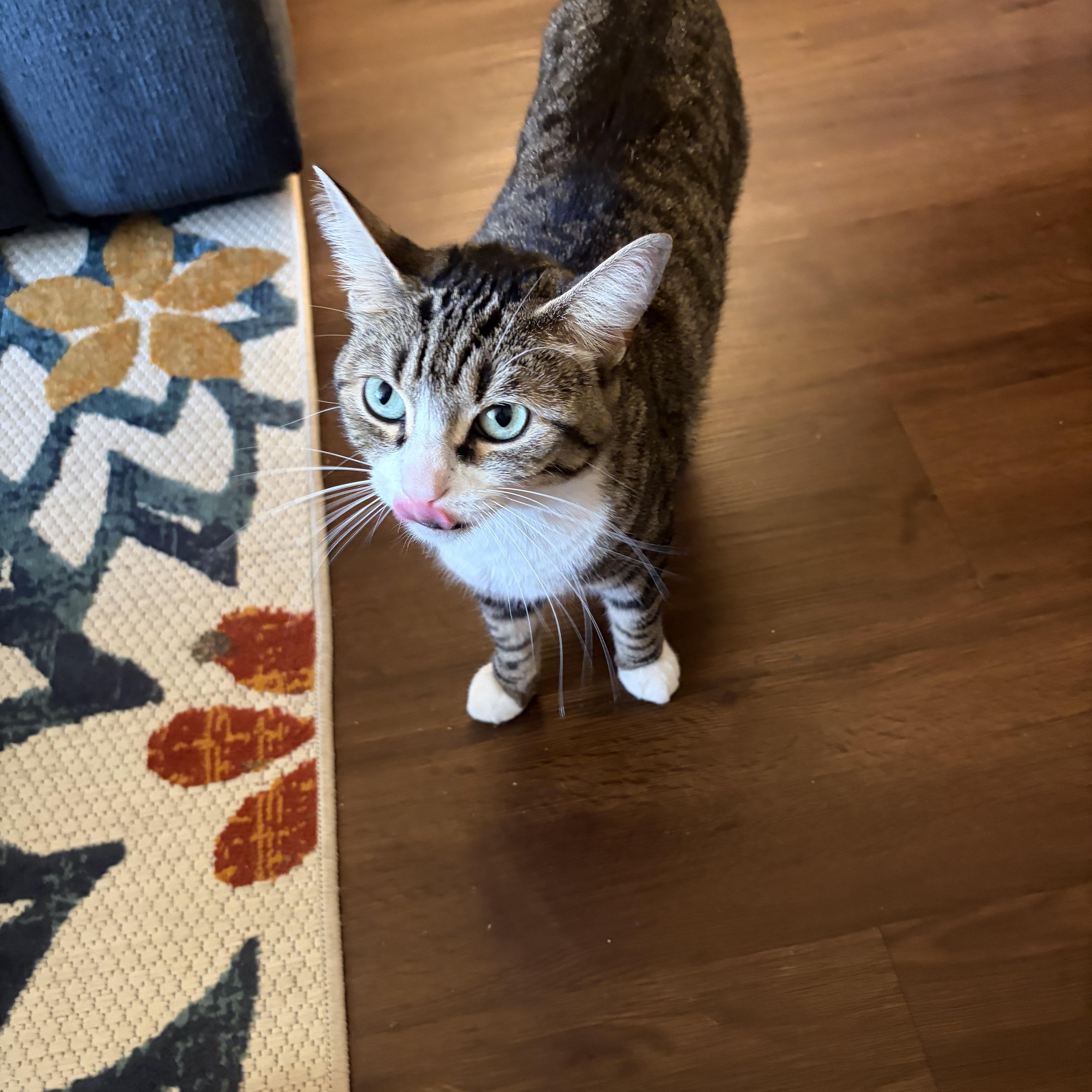 A young medium-sized female Tabby (Brown / Chocolate) Domestic Short Hair cat named Bella for adoption in Nashville, TN