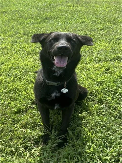 A young large-sized male German Shepherd Dog dog named Tyrone for adoption in Upper Marlboro, MD