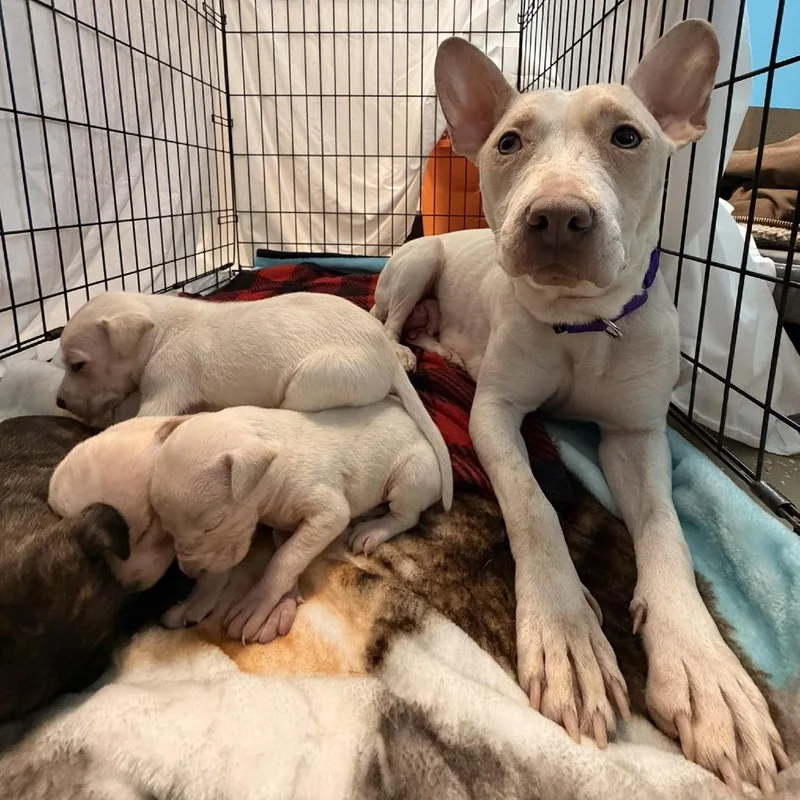 An adult medium-sized female White / Cream Mixed Breed dog named Marley for adoption in Edwardsville, IL
