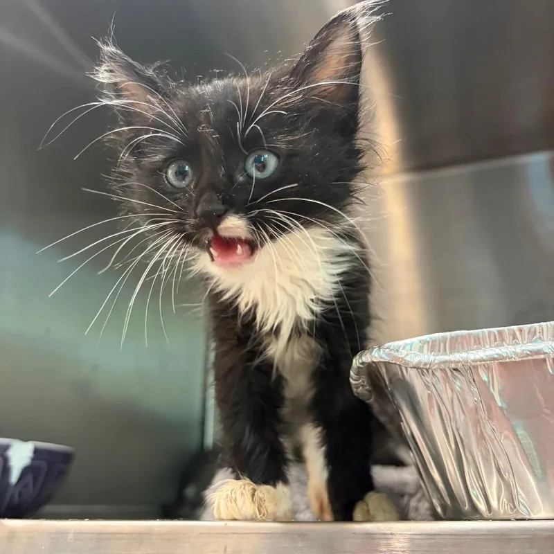 A baby small-sized male Domestic Medium Hair cat named Daniel for adoption in Cumming, GA