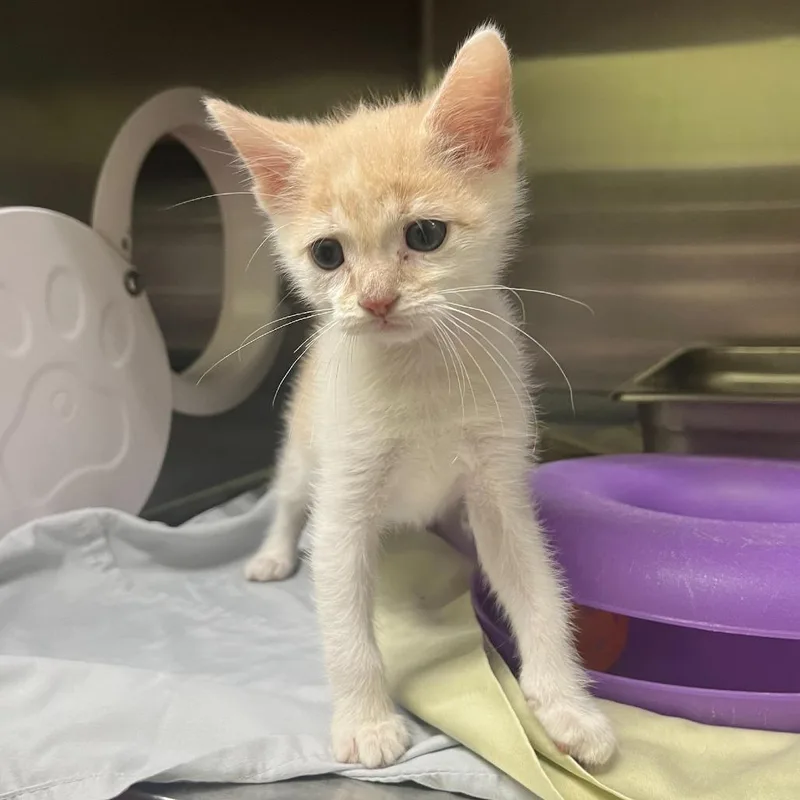 A baby small-sized male White Domestic Short Hair cat named Willard for adoption in Gainesville, GA