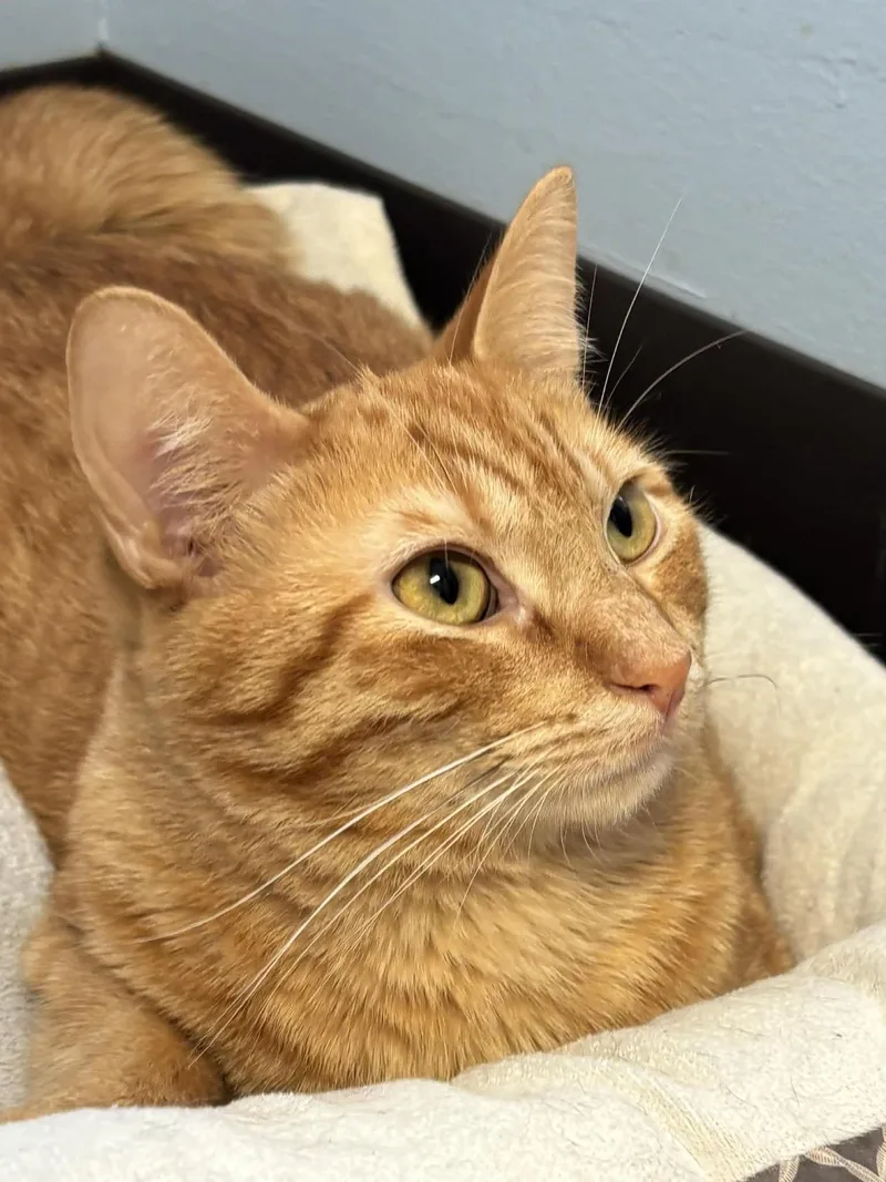 Milkshake thumbnail 3