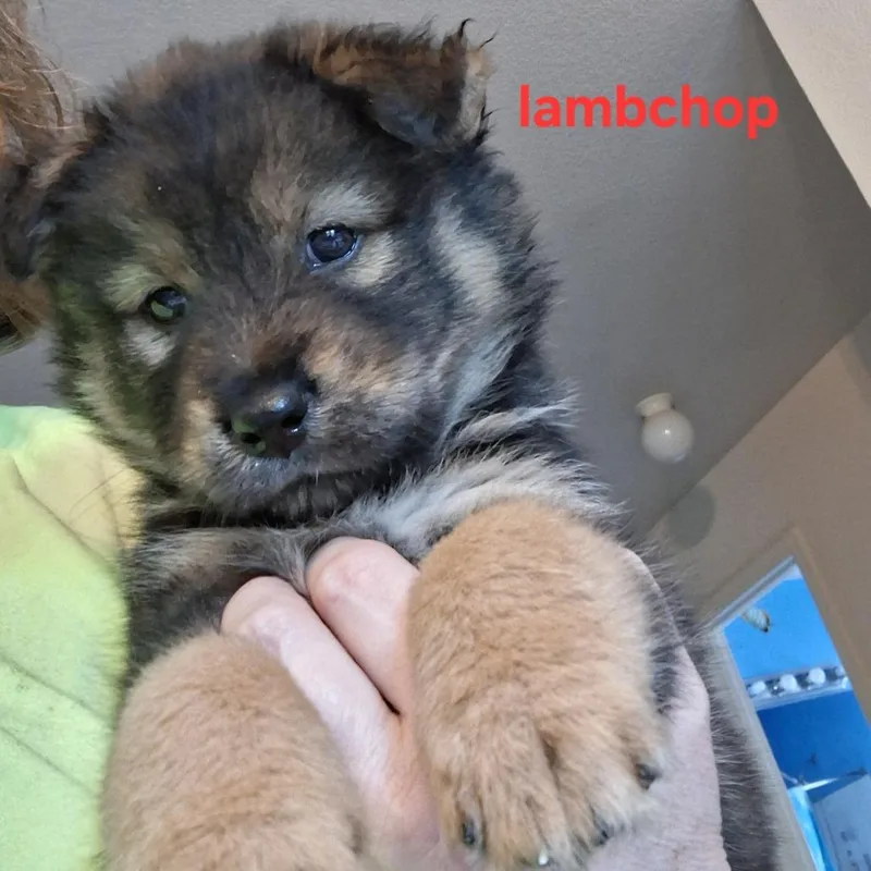 Lamb Chop thumbnail 4