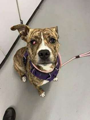 A young large-sized female Pit Bull Terrier dog named Maraschino Cherry for adoption in Seattle, WA