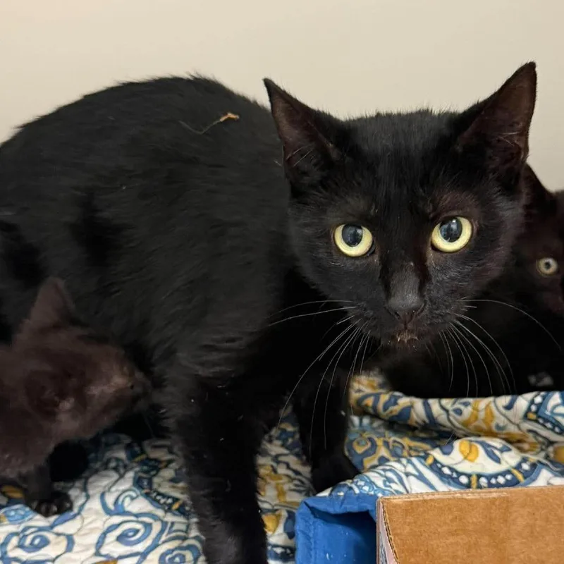 A young small-sized male Black Domestic Short Hair cat named Meadow for adoption in Rocky Mount, VA
