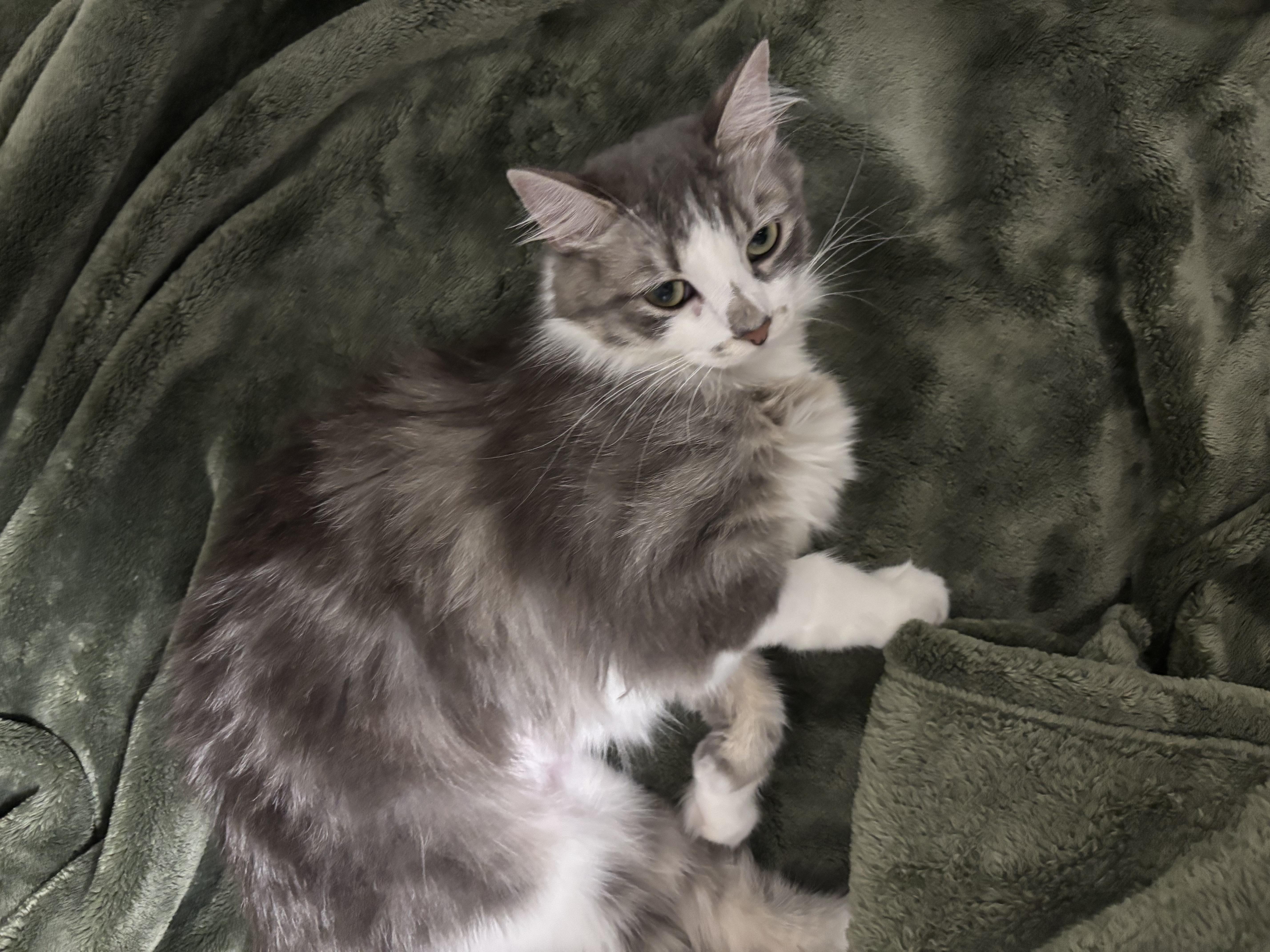 A young medium-sized female Gray & White Tabby cat named Trea for adoption in Albuquerque, NM