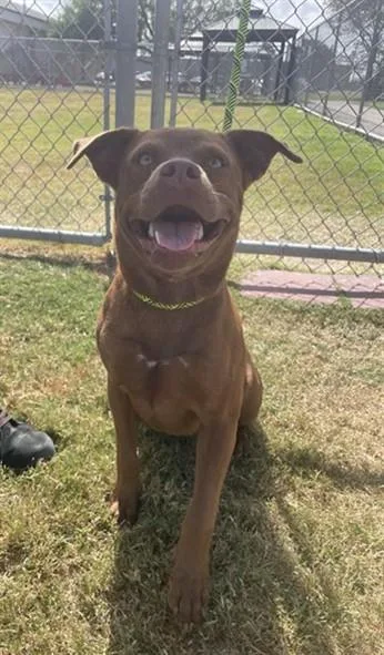 A young medium-sized female Pit Bull Terrier dog named Hazel for adoption in Corpus Christi, TX
