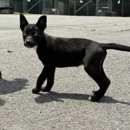 A baby medium-sized female Husky dog named Vine for adoption in Danbury, CT