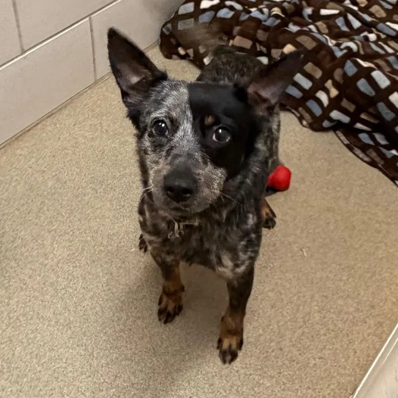 A young small-sized female Gray / Blue / Silver Mixed Breed dog named Kona for adoption in Waukesha, WI