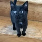 A baby medium-sized male Black Domestic Short Hair cat named Kodiac for adoption in Richmond, VA