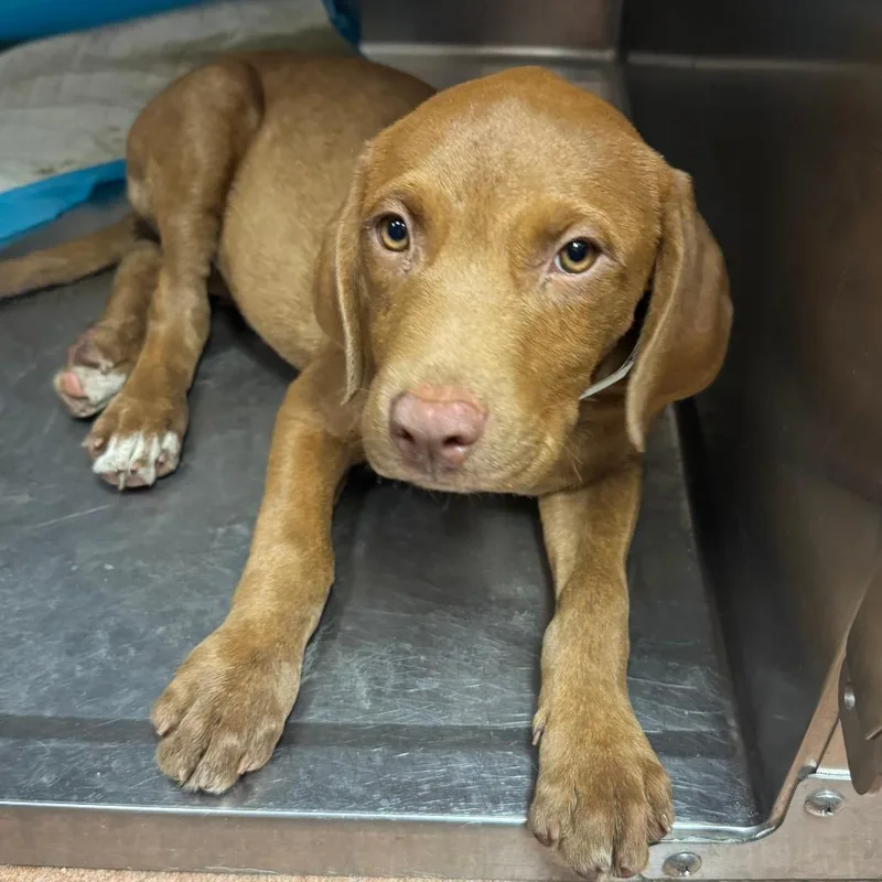 A baby small-sized male Red / Chestnut / Orange Mixed Breed dog named Orange for adoption in Columbus, GA