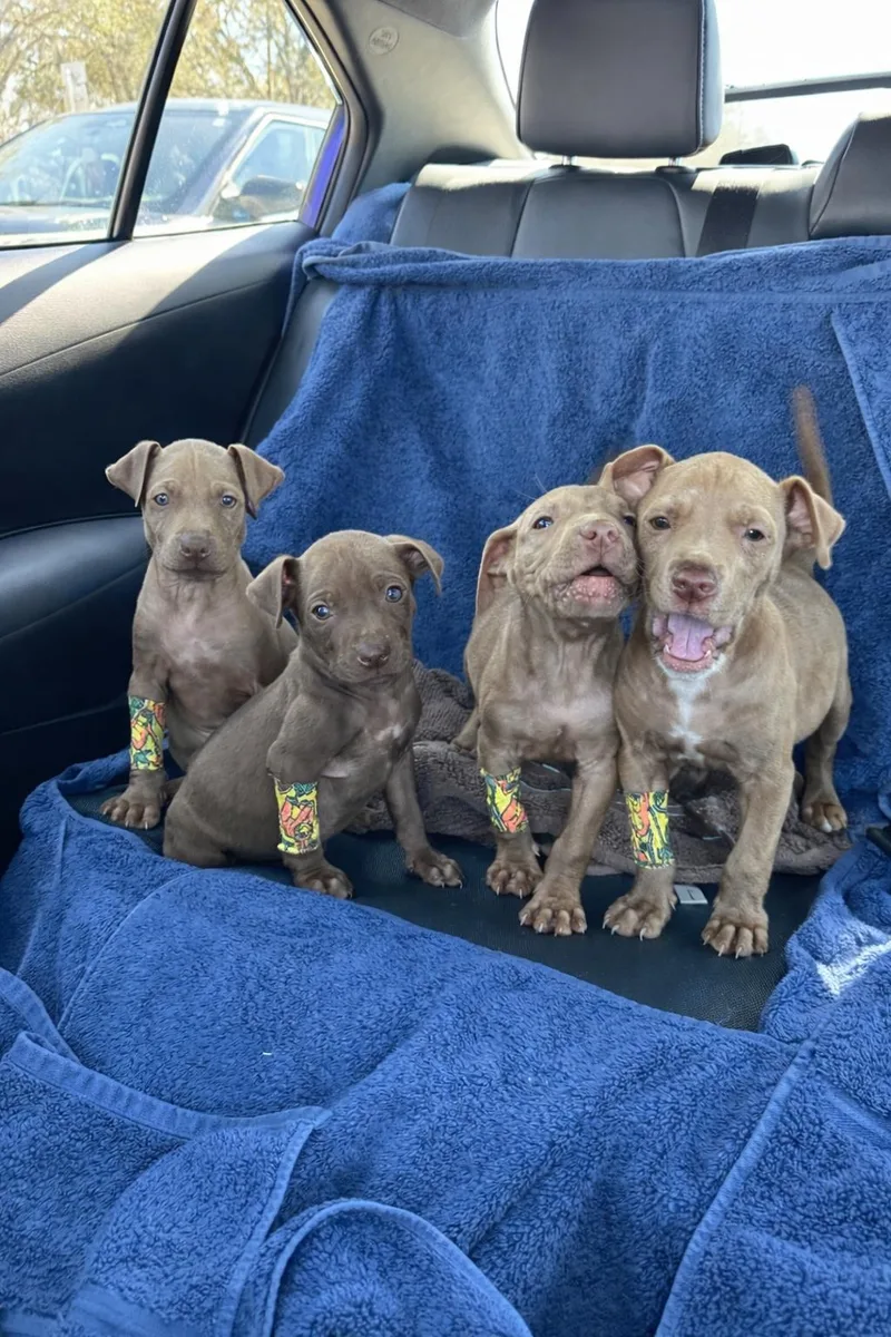 Fairmont thumbnail 3