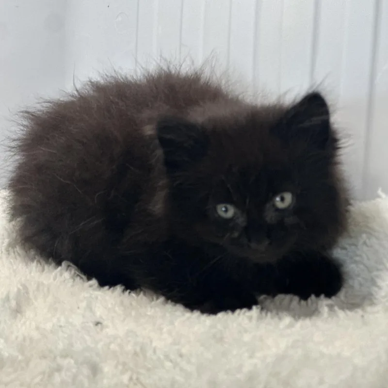 A baby small-sized female Black Domestic Long Hair cat named Velvet for adoption in San Saba, TX