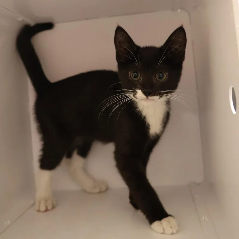 A baby small-sized female Black Domestic Short Hair cat named Bunny for adoption in Briarcliff Manor, NY