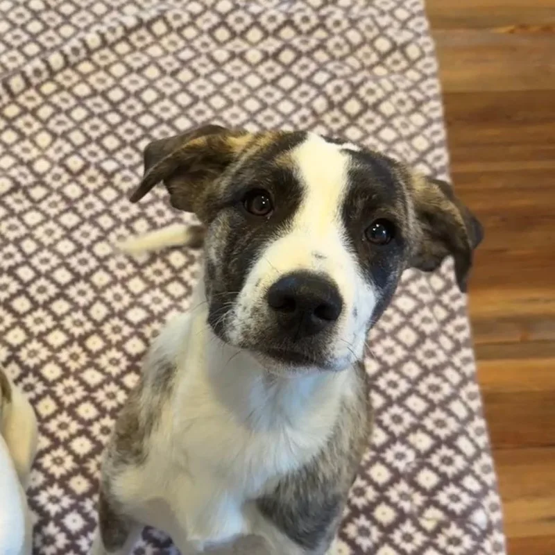 A baby large-sized female Brindle Mixed Breed dog named Ruthie for adoption in The Colony, TX