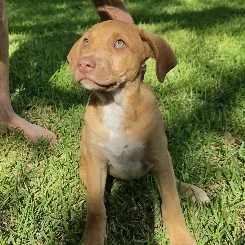 A baby medium-sized male Golden Mixed Breed dog named Cliford for adoption in Cleveland, TX