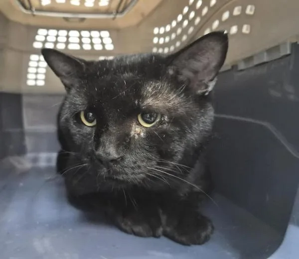An adult large-sized male Domestic Short Hair cat named Betta Beauty for adoption in New York, NY