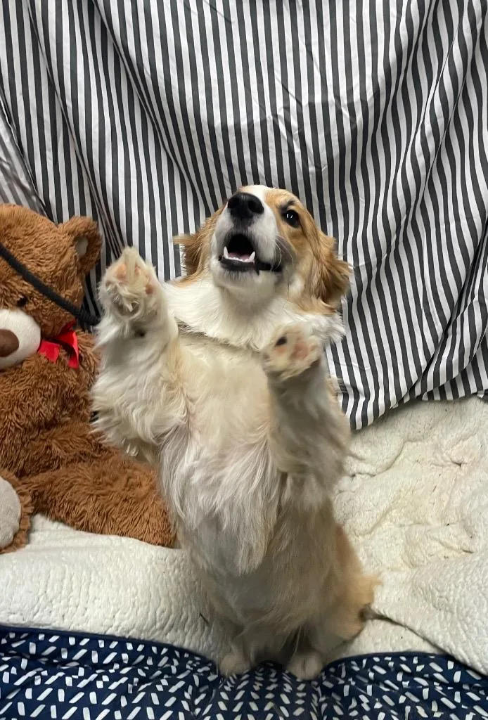 A young medium-sized male Corgi dog named Raul for adoption in Fort Worth, TX