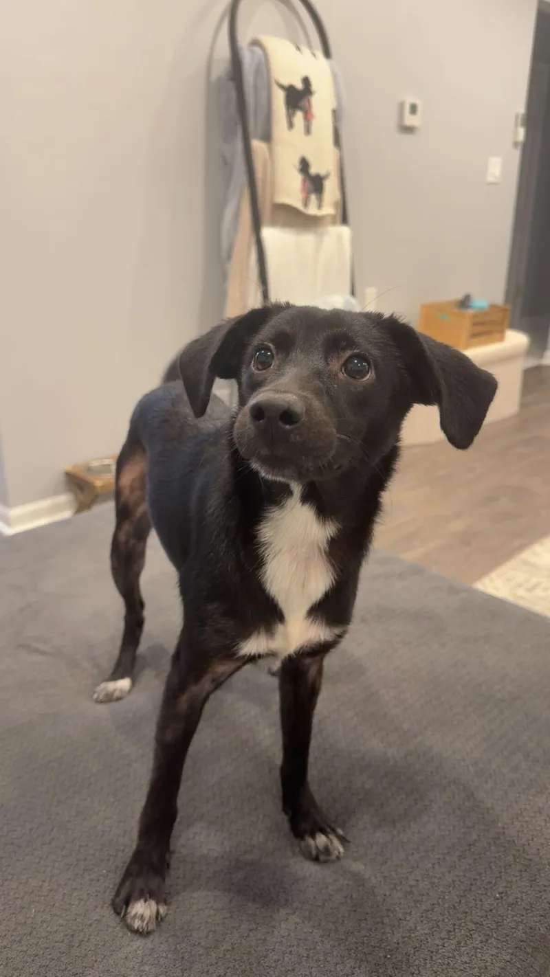 A young medium-sized female Black Labrador Retriever dog named Iris for adoption in Lemont, IL