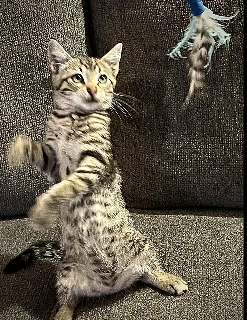 A baby medium-sized male Domestic Short Hair cat named Walter for adoption in Fremont, CA