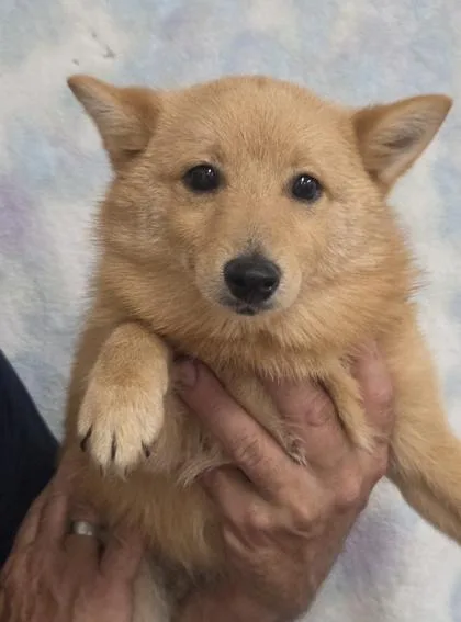 A baby small-sized male Schipperke dog named Scout for adoption in Malvern, PA