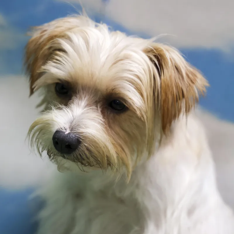 A young small-sized male White / Cream Shih Tzu dog named Auggie for adoption in Casa Grande, AZ