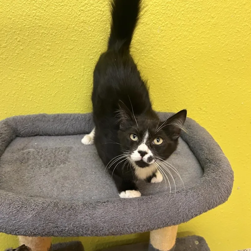 A baby small-sized male White Domestic Medium Hair cat named Barbikiu for adoption in Fresno, CA