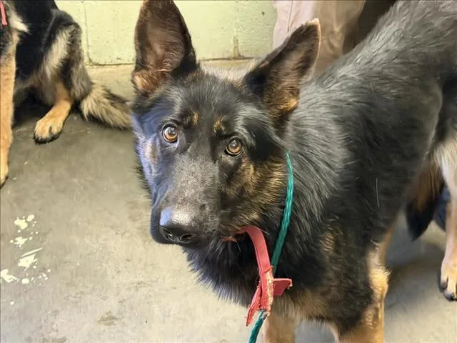 An adult large-sized female German Shepherd Dog dog named Bambi for adoption in Tulsa, OK