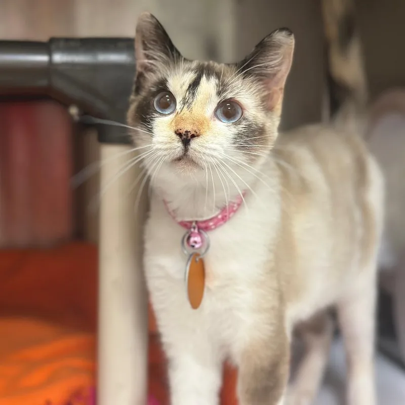 A young small-sized female Siamese cat named D Shangrila for adoption in Port Washington, NY