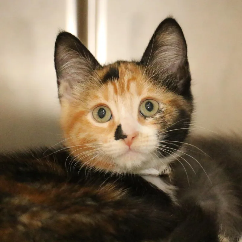 A baby small-sized female Domestic Short Hair cat named Offside for adoption in Los Angeles, CA