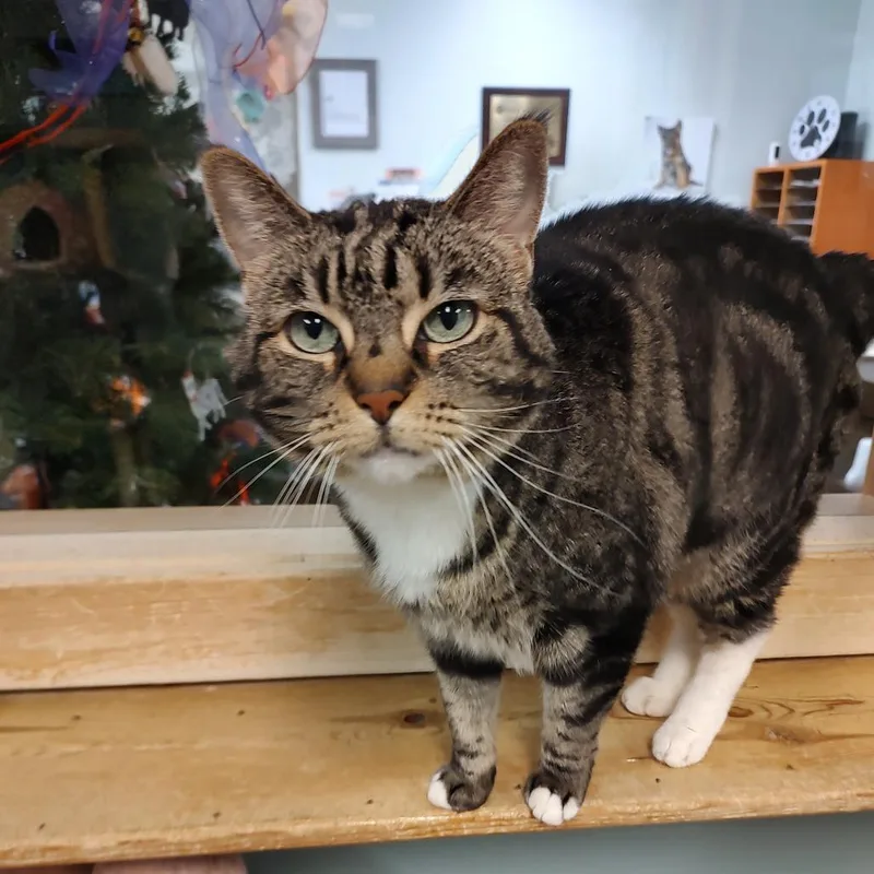 An adult large-sized female Brown / Chocolate Domestic Short Hair cat named Cleo for adoption in Driggs, ID