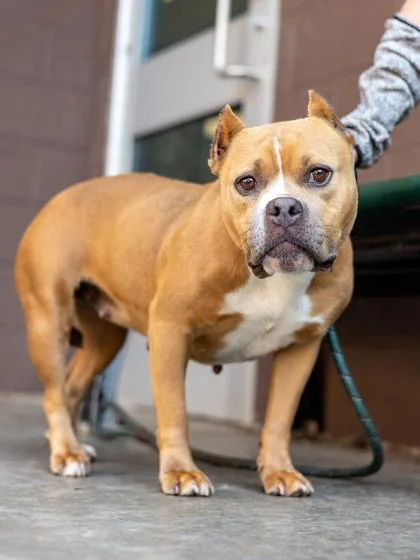 An adult medium-sized female Mixed Breed dog named Liza for adoption in Chamblee, GA