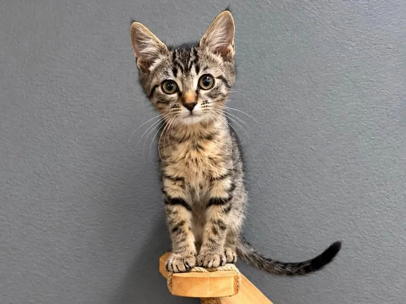 A baby medium-sized male Tabby (Brown / Chocolate) Domestic Short Hair cat named East for adoption in Sioux Falls, SD