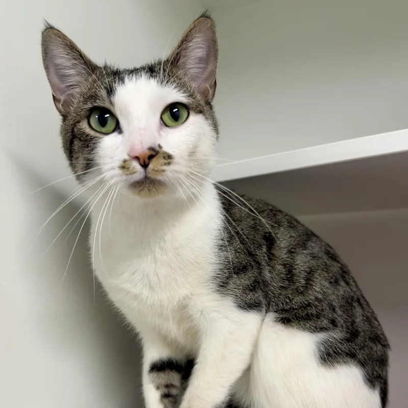 An adult medium-sized male Gray / Blue / Silver Domestic Short Hair cat named Frank for adoption in St Joseph, MO