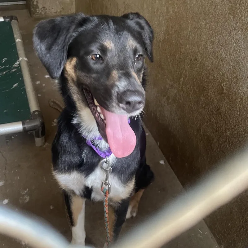 A young small-sized female Black Catahoula Leopard Dog dog named Thimble for adoption in Austin, TX