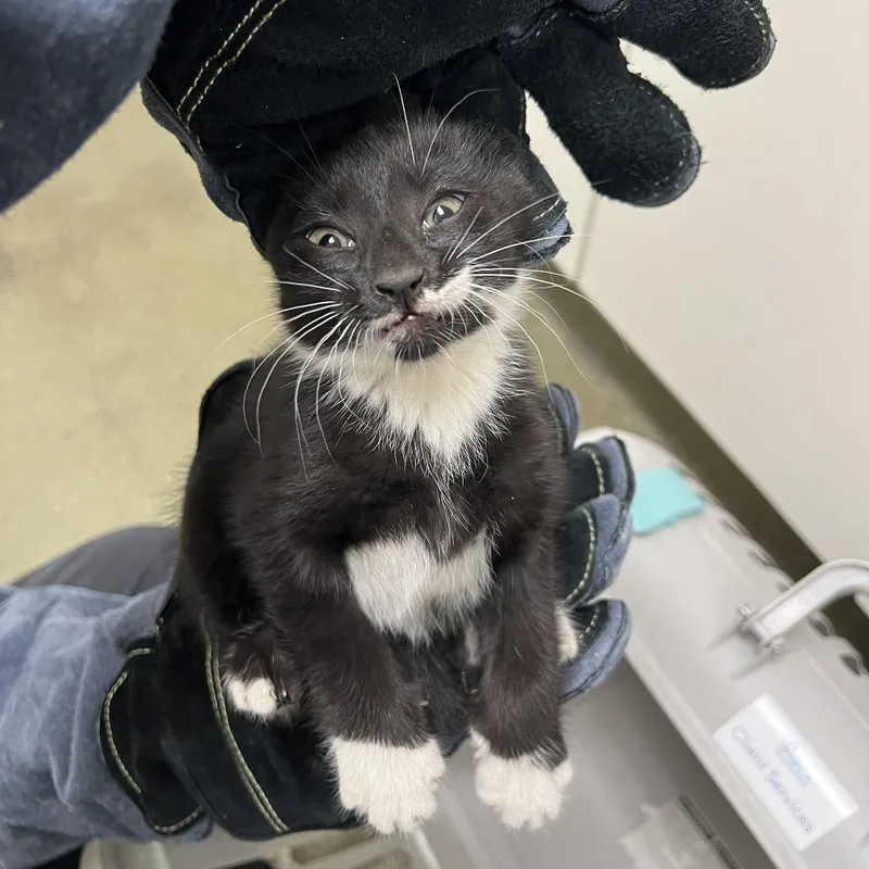 A baby small-sized male Black Domestic Short Hair cat named 71249 for adoption in Harrisonburg, VA