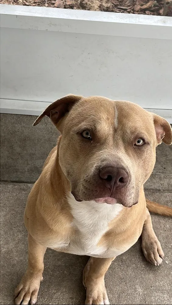 An adult large-sized female Brown / Chocolate American Bulldog dog named Crown for adoption in Orlando, FL