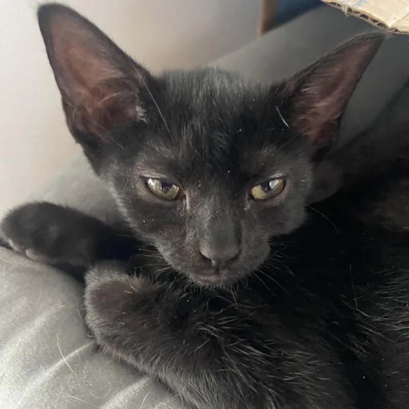 A baby small-sized female Black Domestic Short Hair cat named Melody for adoption in Marion, IL