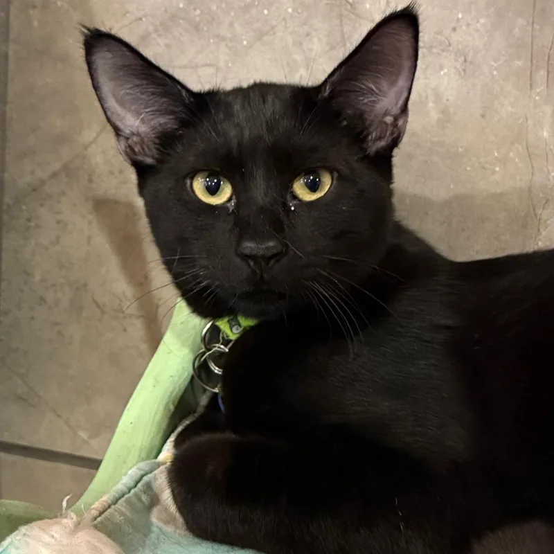 A young small-sized male Black Domestic Short Hair cat named Turntable for adoption in Tucson, AZ