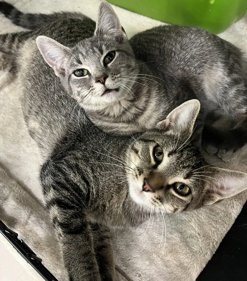 A baby medium-sized male Tabby (Brown / Chocolate) Domestic Short Hair cat named MartinButtons brother for adoption in Moline, IL