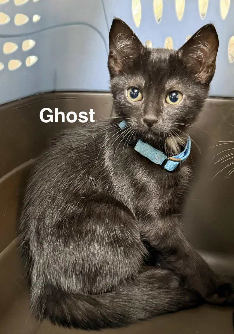 A young medium-sized female Domestic Short Hair cat named Ghost for adoption in Charleston, SC