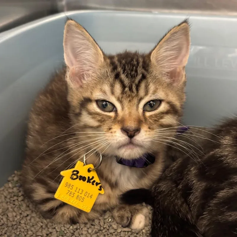 A baby small-sized male Brown / Chocolate Domestic Short Hair cat named Bookers for adoption in Springfield, MA
