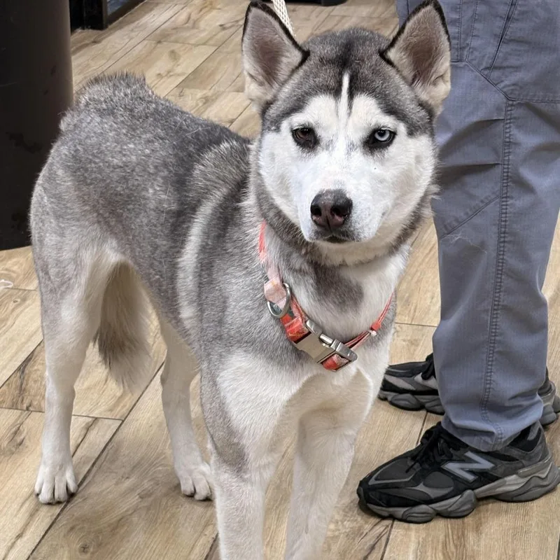 An adult medium-sized female Gray / Blue / Silver Husky dog named Luna Doll for adoption in Weimar, CA