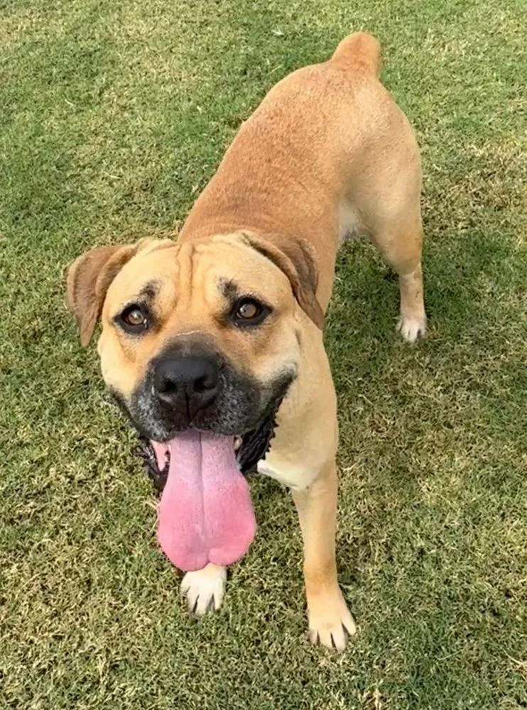 An adult extra large-sized female Yellow / Tan / Blond / Fawn Boerboel dog named Harley for adoption in Larkspur, CO