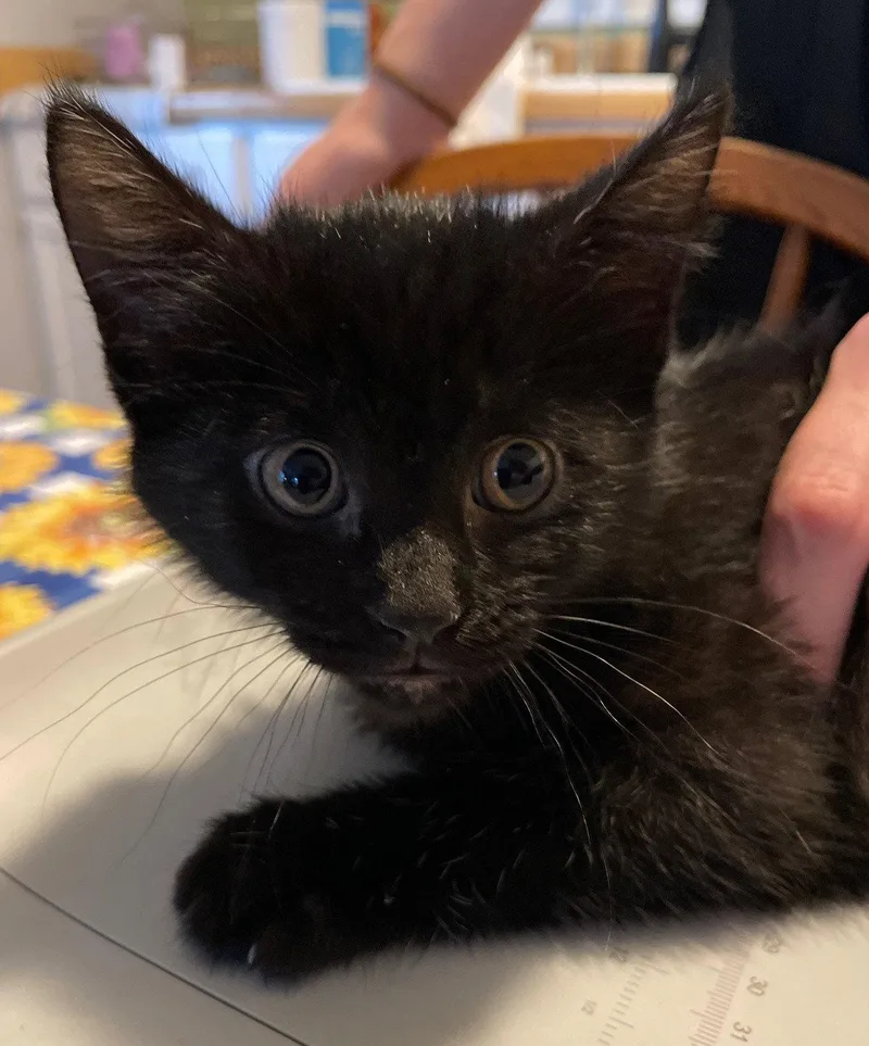 A baby medium-sized female Black Domestic Short Hair cat named Ash for adoption in Island Lake, IL